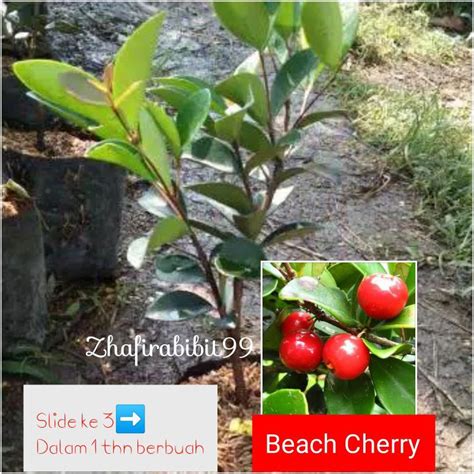 Jual Bibit Cherry Beach Shopee Indonesia