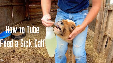 How To Tube Feed A Sick Calf YouTube