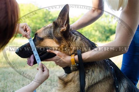 If you have a small gsd puppy, you must not stretch your dog's legs in order. Page 4 : Dog harness, Dog muzzle, Dog collar, dog leash ...
