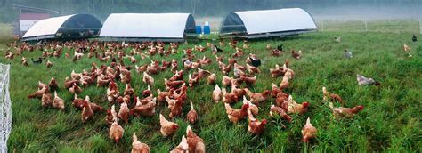 Pasture Raised Chicken Eggs And Pork Nelson Grass Farm