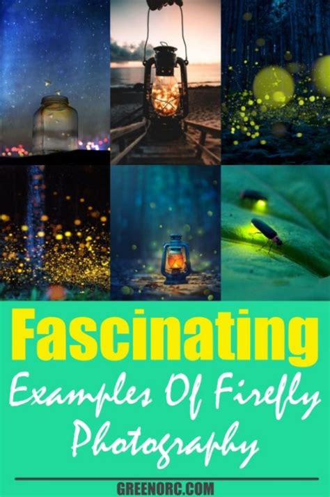 45 Fascinating Examples Of Firefly Photography - Greenorc