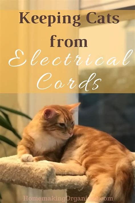 How To Keep Cats From Chewing On Electrical Cords Homemaking And