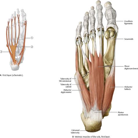 Insertions of the extrinsic foot muscle tendons on the plantar surface of the foot. Ankle & Foot - Atlas of Anatomy