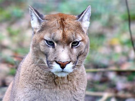 Regard Du Puma Ou Cougar Explorer 333 Parc Des Félins Flickr