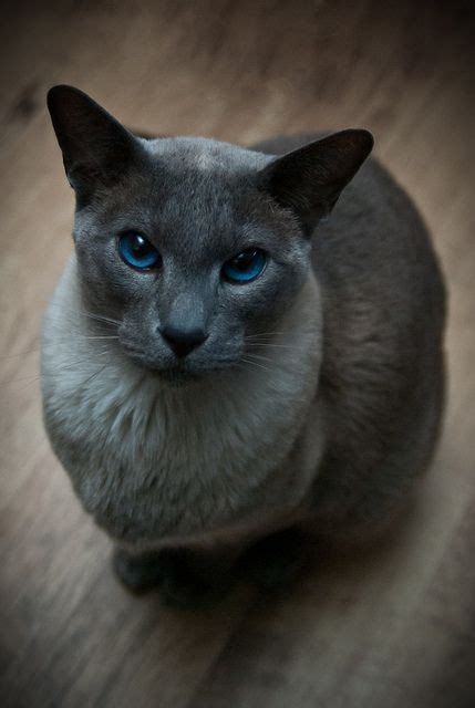 Siamese cats are meant to have blue eyes. Names For Siamese Cats With Blue Eyes | Siamese Cats And ...