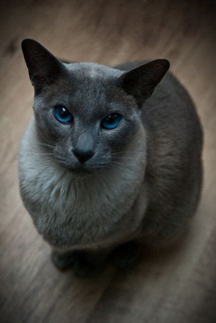 Kittentanz cattery is in the foothills of the north georgia mountains and we specialize in traditional applehead siamese kittens, and traditional tonkinese. Blue Point Siamese Cat | CATTY THINGS | Pinterest