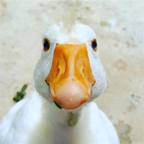 Goose Face Hair Eyes Royalty Free Stock Photography Geese