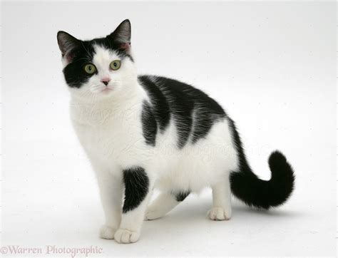 851x1100 house cat drawing drawings of cats with wings. Black-and-white cat photo WP26256