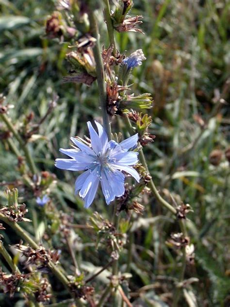 Chicory Blue Flower On Meadow At Autumn Free Image Download
