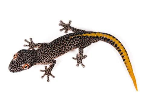 Golden Tailed Gecko Strophurus Taenicauda Reptiletalk Net