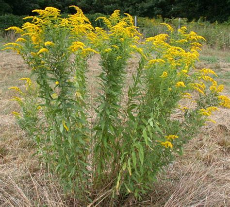 Check spelling or type a new query. Solidago canadensis | UMass Amherst Landscape, Nursery ...