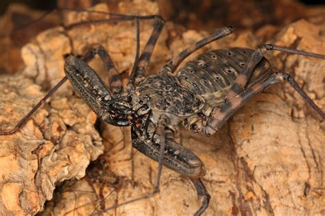 Damon Diadema—tanzanian Giant Tailless Whip Scorpion Beetles In The Bush