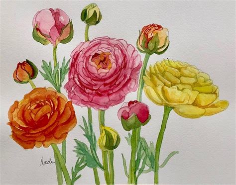 Ranunculus Painting By Nicole Curreri Fine Art America