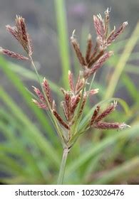 Bermuda grass can be overseed to maintain a green appearance throughout the winter months by planting a cool season grass such as annual rye. Bermuda Grass Stock Images, Royalty-Free Images & Vectors ...