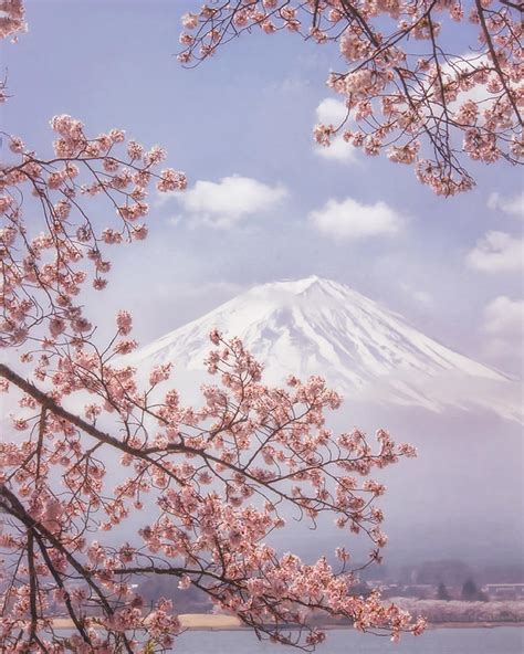 Mtfuji In The Cherry Blossoms Photograph By Makiko Samejima