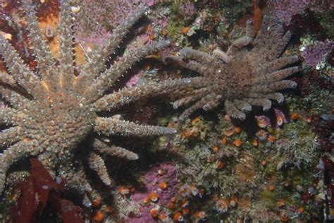 Iconic Sunflower Star Listed Critically Endangered By Iucn Simon