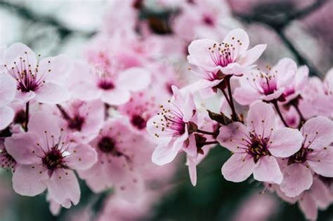 The Blooming History Of Cherry Blossoms In Korea Tiger Times Online