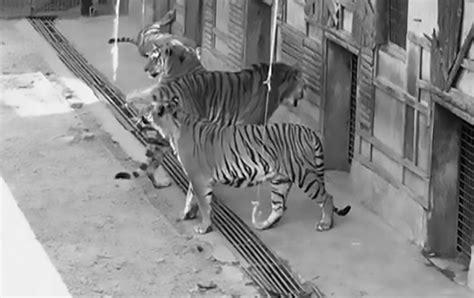 Shocking Scenes As Tourists Feed Zoo Tigers With Rods