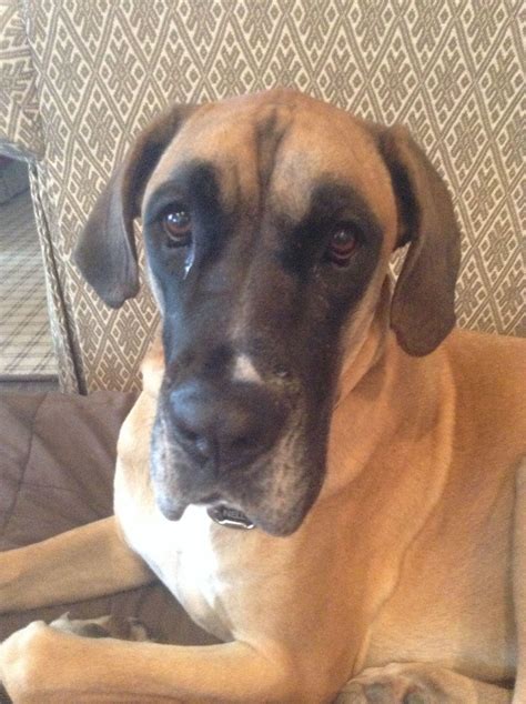 Boxer Great Dane Mixcutie Boxer Dogs Breeds Boxer