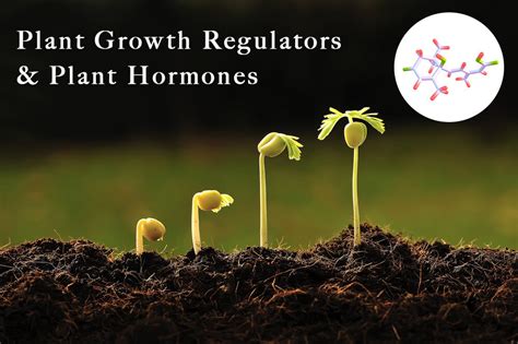 What Are Pgr The Plant Hormones