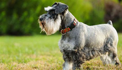 Mini schnauzer for sale black mini schnauzer miniature schnauzer puppies teacup schnauzer giant schnauzer. Miniature Schnauzer | Puppy Area