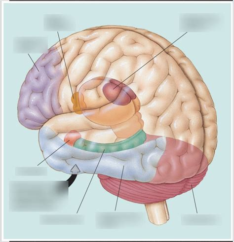 Psych 220 Anatomy Of Memory Diagram Quizlet