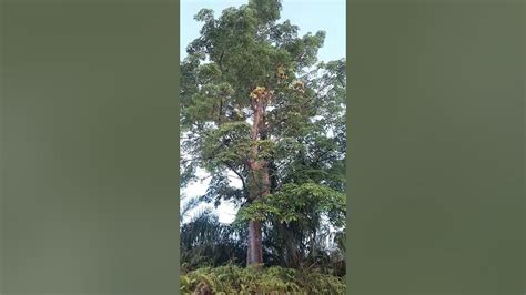 Pohon Kapuk Randu Kalimantan Tau Kah Kalian Fungsinya Untuk Apa 😇😊😁🤗