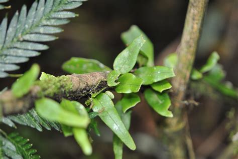 Lemmaphyllum Accedens Ferns And Lycophytes Of The World