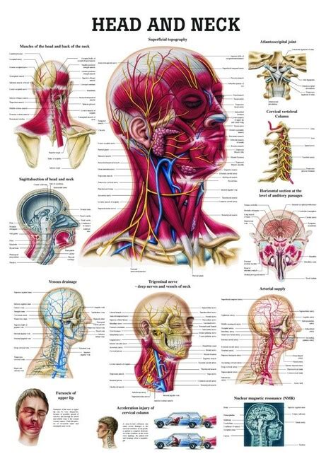 Posterior triangle of the neck boundari… pretracheal fascia b. Head and Neck Poster,Version 2 - Clinical Charts and Supplies