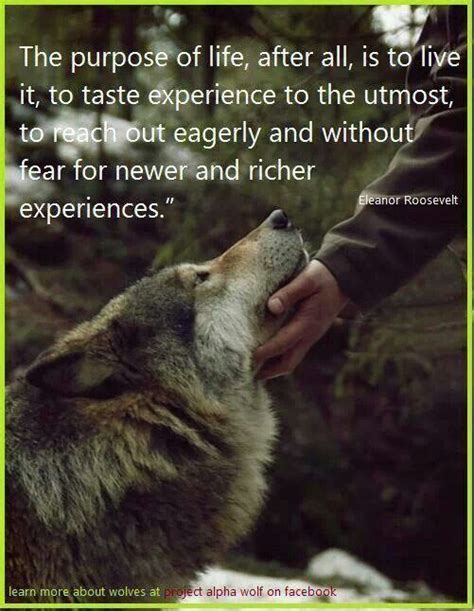 Dances With Wolves Quotes Awesome Quote And Of Course I ♥ My Wolves