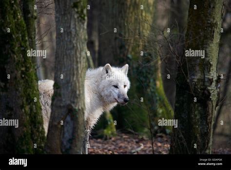 Barren Ground Wolves Hi Res Stock Photography And Images Alamy