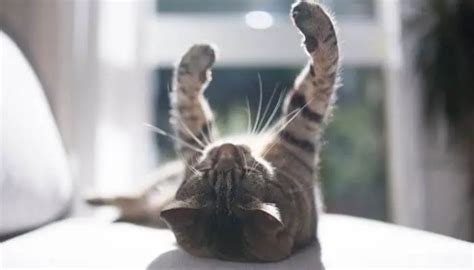 Why Do Cats Lay On Their Backs 3 Reasons Tuxedo Cat