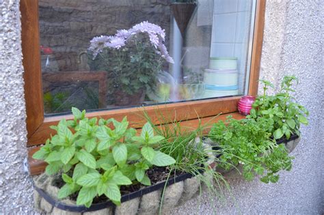 My Little English Kitchen Window Box Herb Garden