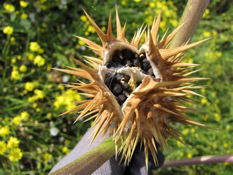 To respond correctly, plants also need sophisticated sensing devices tuned to varying conditions, says schultz. Most dangerous plants in the world - Turfmate