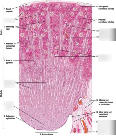 81 Renal Cortex And Medulla Histology Diagram Quizlet