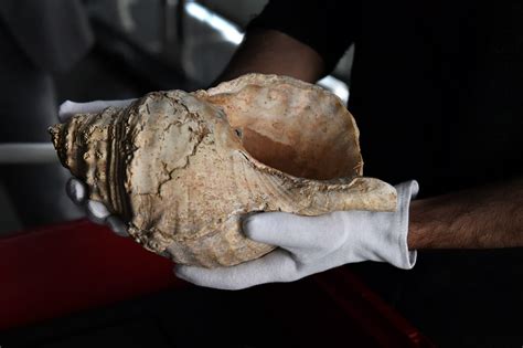 18 000 Year Old Conch Shell Used As Instrument By Prehistoric People