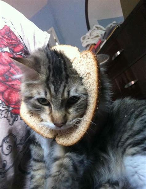 Half Cat Breading In Bread Cats