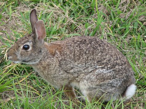 Filewild Rabbit Us Wikipedia