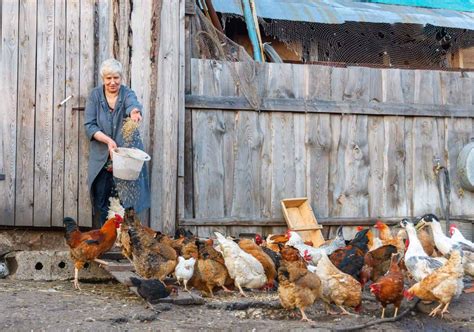 Raising Chickens For Meat Everything You Need To Know
