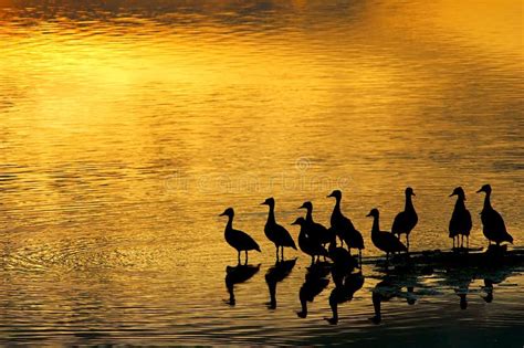Ducks In The Sunset Stock Photo Image Of Wallpaper Reflexes 633338