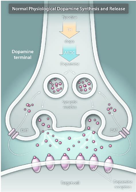 Dopamine Receptors In The Brain