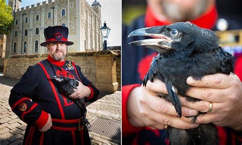 raven chicks hatch at the tower of london after 30 year gap tower of london historical women
