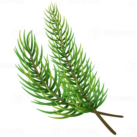 Free Fir Tree Branch Christmas Pine Tree 19637369 Png With