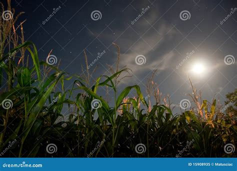Corn Field Under The Moonlight Stock Image Image Of Grow Bread 15908935