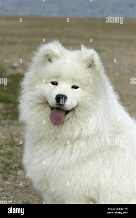 Samoyeds Hi Res Stock Photography And Images Alamy