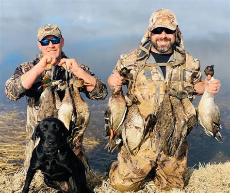 It should be noted, that eurasian collared dove are considered an invasive species and can be hunted year long, with no limits. California Duck Hunting