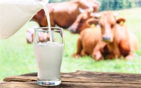 7 Valid Reasons To Stop Drinking Cows Milk How To Live Safe
