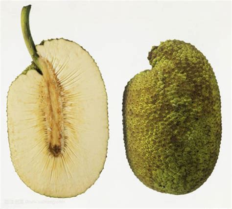 How To Eat Breadfruit The Plant Aide