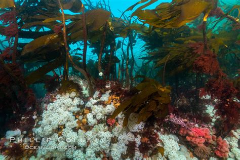 Plumose Anemones And Bull Kelp Cover Ocean Reef Metridium Senile