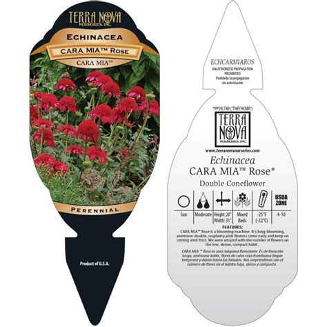 Echinacea Cara Mia™ ‘rose Terra Nova® Nurseries Inc